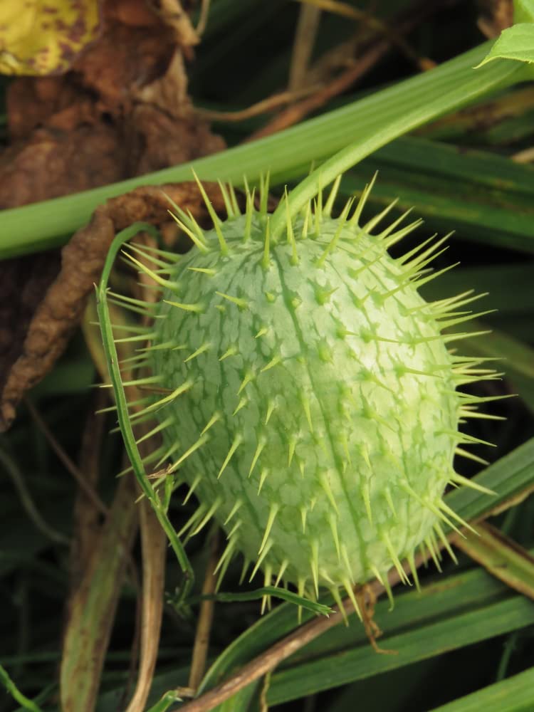 Wild Cucumber Seeds for Planting (30 Seeds) - Echinocystis lobata