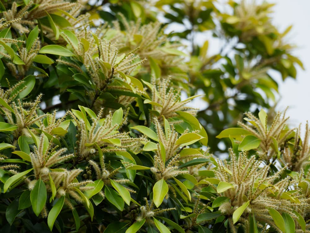 Japanes Stone Oak Tree Seeds for Planting (5 Seeds) - Lithocarpus edulis