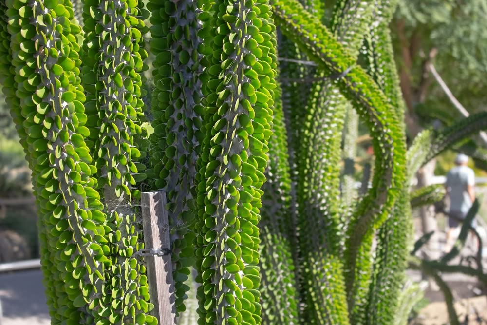 Madagascar Ocotillo Tree Seeds for Planting - Alluaudia procera