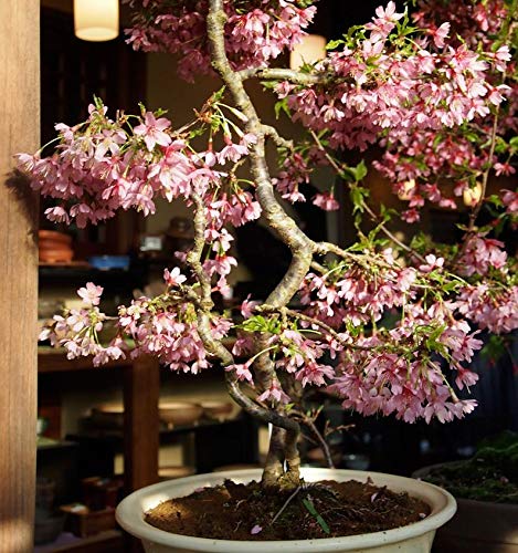 10 Japanese Flowering Cherry Blossom Bonsai Seeds, Fresh Exotic Rare Bonsai Seeds