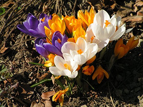 50 Crocus Bulbs - Large Flowering Mix -White, Purple,Blue,Yellow.Bulb Size: 8/9“.walkways or in Your Lawn for Amazing Spring Color.”