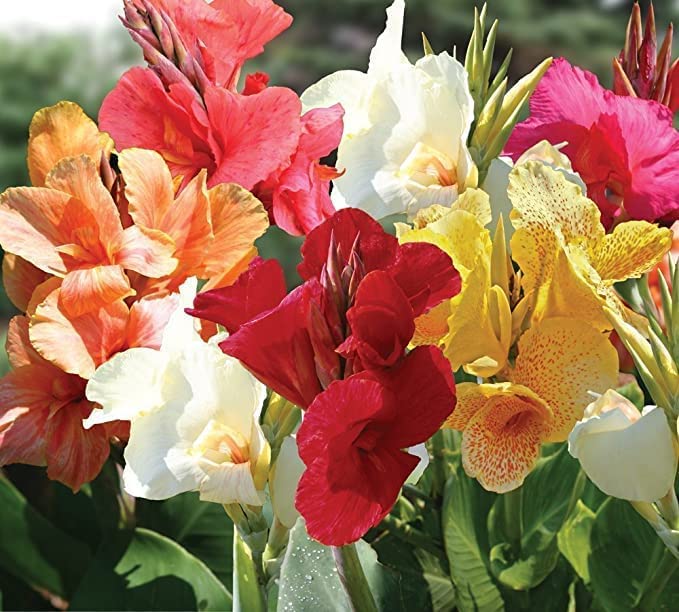 Mixed Tall Canna Lily Value Bag - Assorted Canna Lilies Red, Yellow, Pink