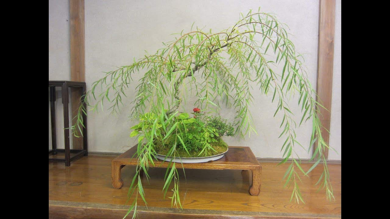 Bonsai Dwarf Weeping Willow Tree - Large Thick Truck Cutting - Ready to Plant - Get a Rare Dwarf Bonsai Tree Very Fast