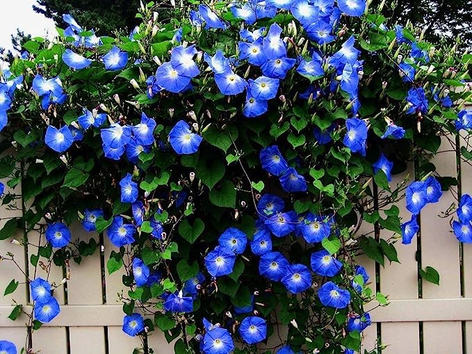 Blue Morning Glory Climbing Vine Seeds for Planting | Beautiful Flowering Vine (100 Seeds)