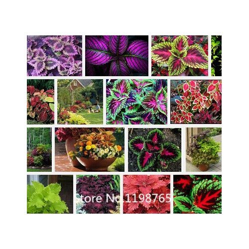 Promotion 100 RAINBOW MIX COLEUS seeds Flower Seeds Novel Seed