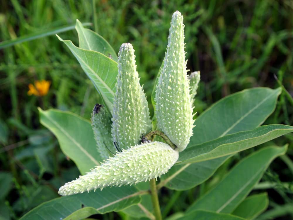 Common Milkweed Native Seeds for Planting (100 Seeds) - Asclepias syriaca - Great for Butrterfly