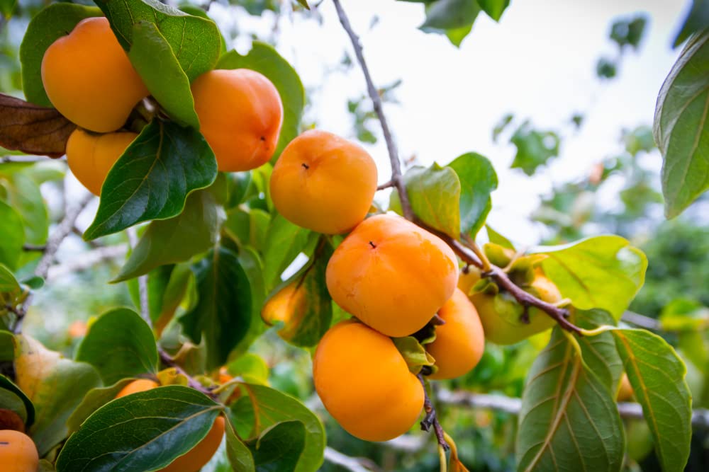 10 Persimmon Tree Seeds - Made in USA, Ships from Iowa - Popular Outdoor Tree or Bonsai