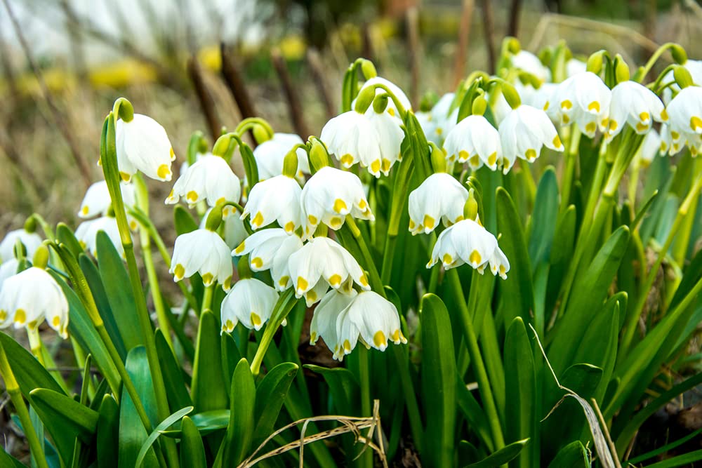 2 Summer Snowflake Bulbs for Planting - Stunning White Weeping Flowers - 2 Leucojum Bulbs to Grow