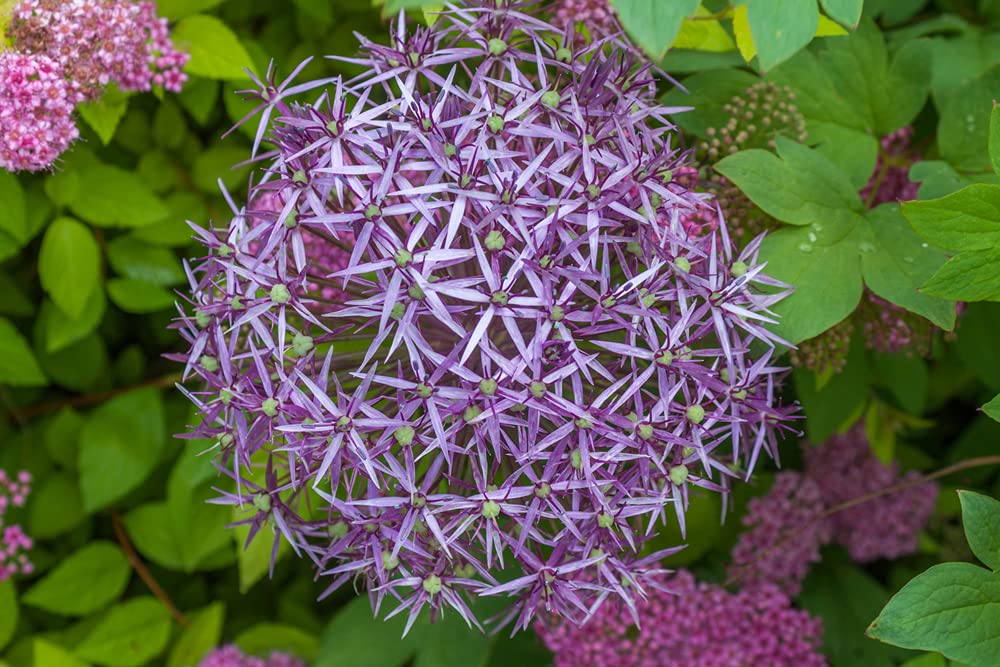 5 Star of Persia Allium Bulbs for Planting - Exotic Albopilosum Allium Bulbs - Ships from Iowa, USA