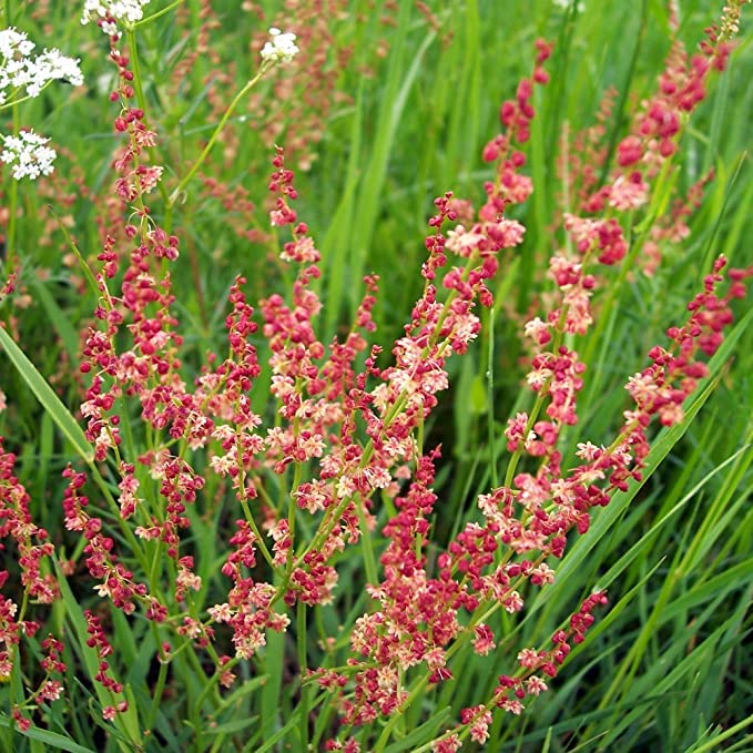 Sheep Sorrel Seeds (Rumex acetosella) Packet of 100 Seeds
