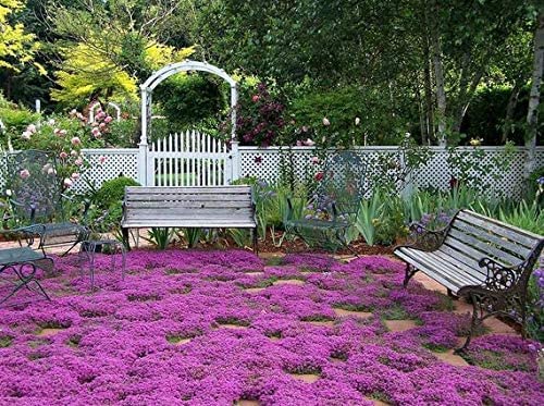 Breckland Creeping Thyme Seeds - 500+ Seeds - Amazing Ground Cover, Like an Aromatic Land Carpet