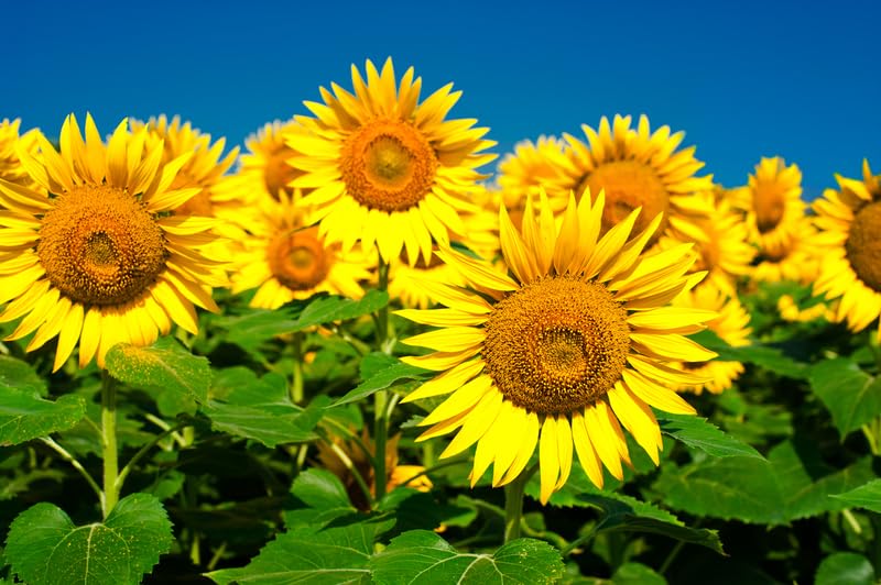 Mammoth Sunflower Seeds for Planting - Grow Giant Sunflowers (100 Seeds)
