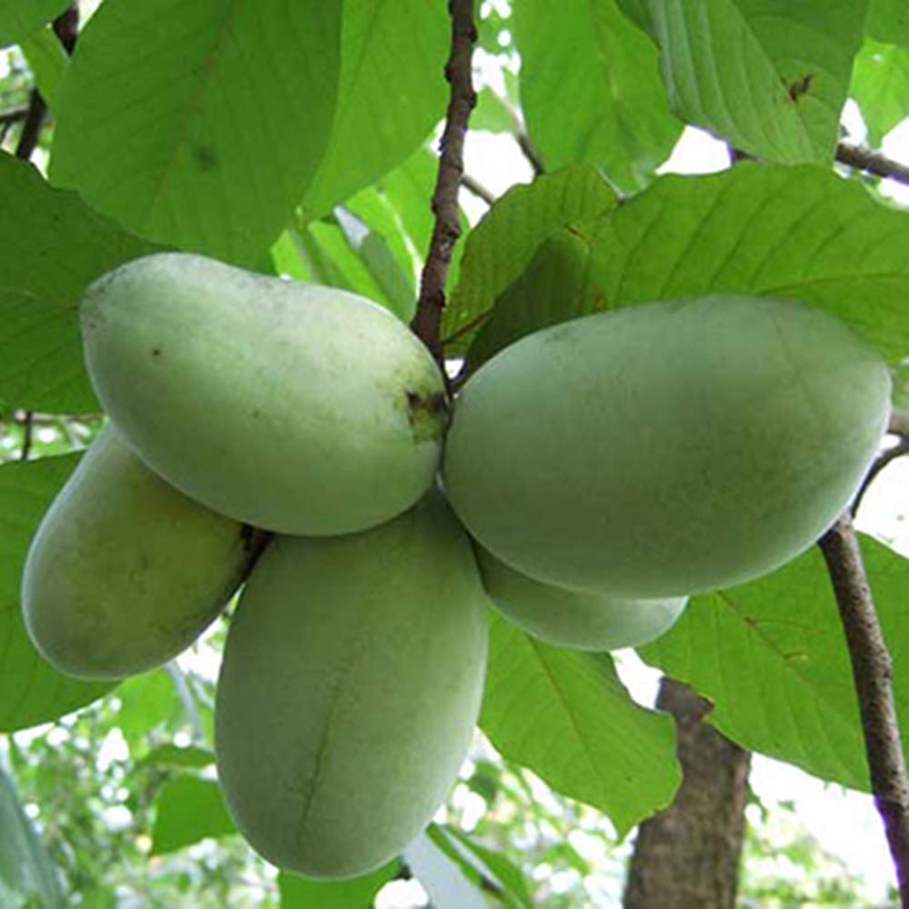 Organic Paw Paw Seeds