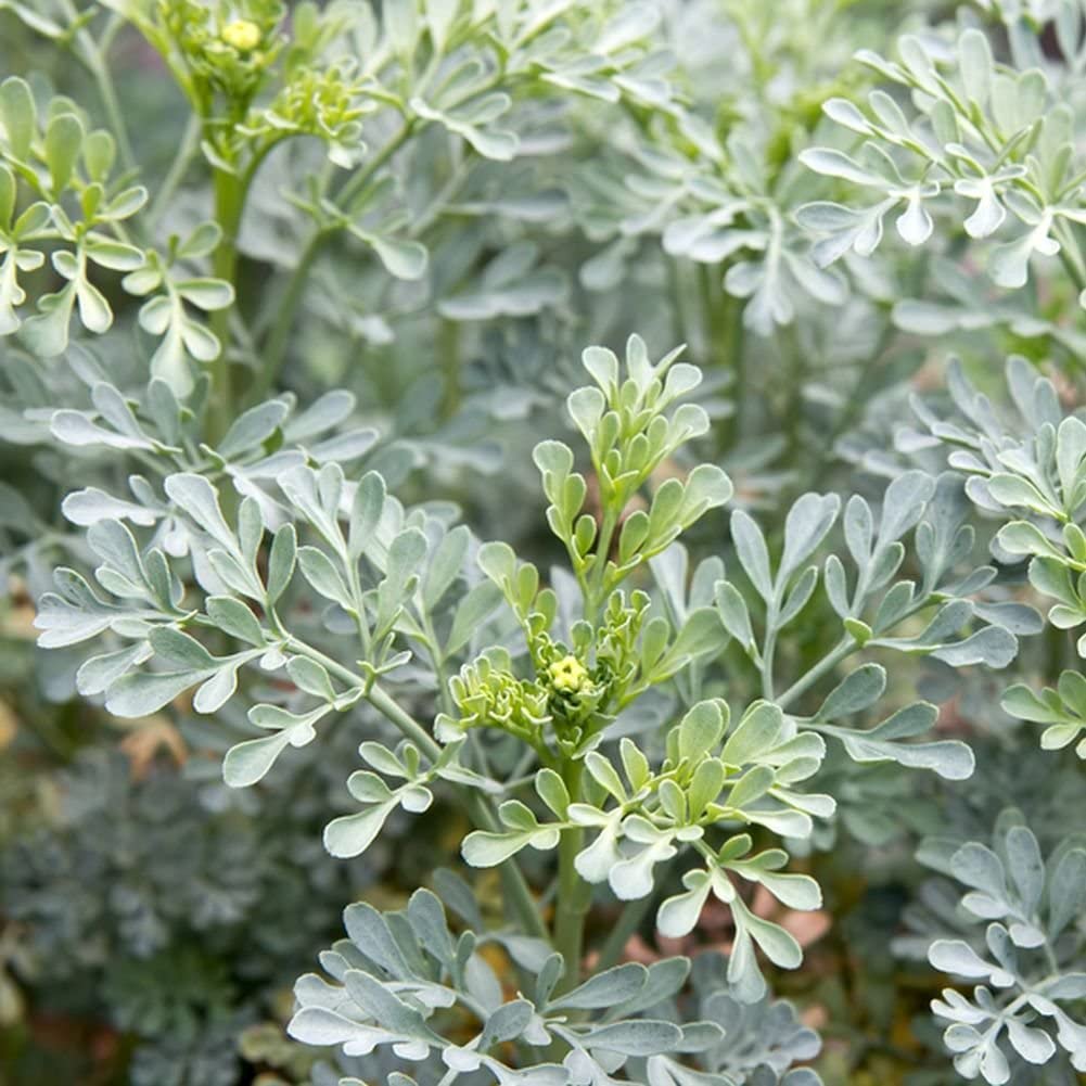 Rue 50 Seeds (Ruta Graveolens) Heirloom Herb-of Grace - Non GMO - Open Pollinated - Made in USA
