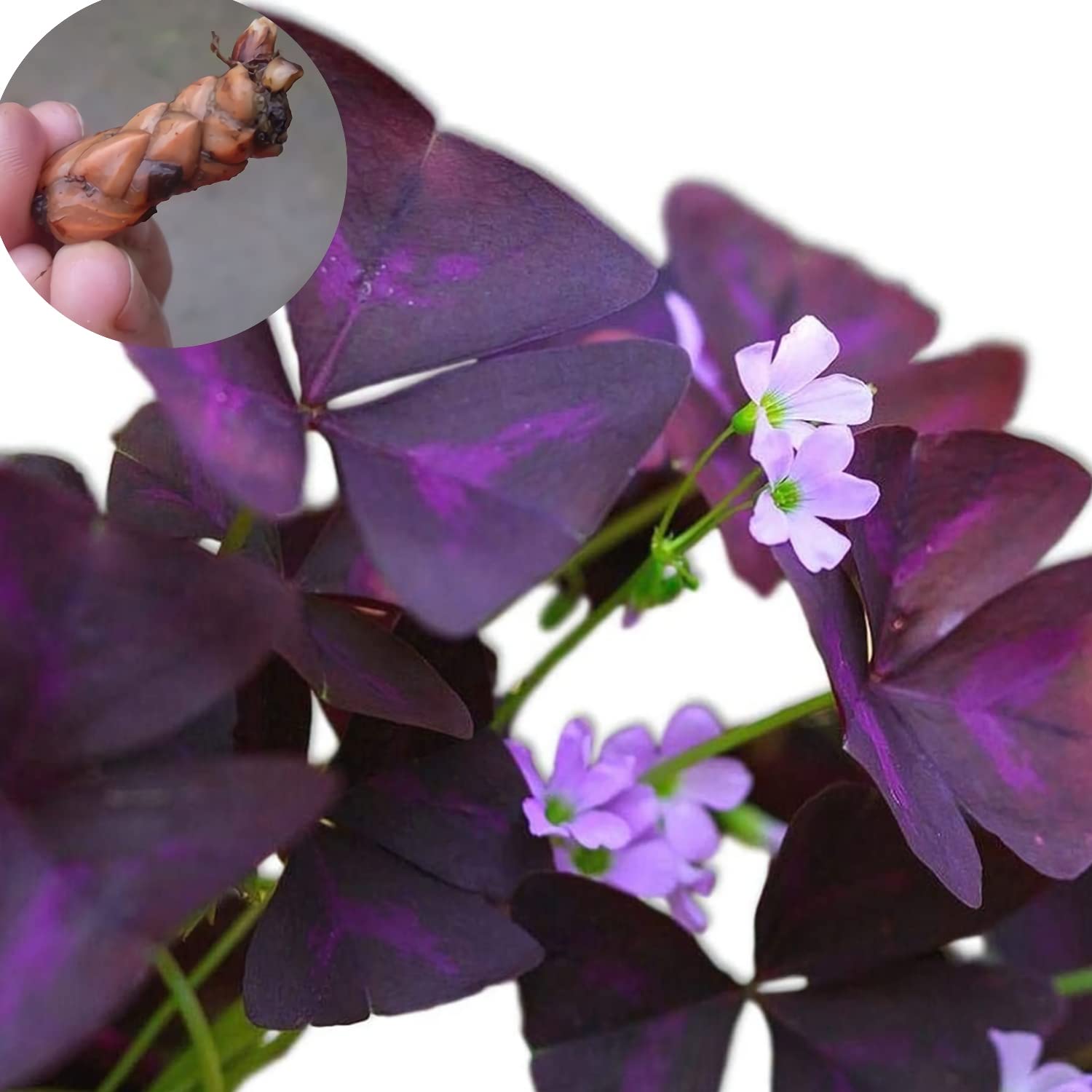 10 Pcs Purple Shamrock Bulbs Seeds Oxalis Triangularis Organic Bulbs Plants Seeds for Planting Home Garden Seeds,for Growing Seeds in The Garden