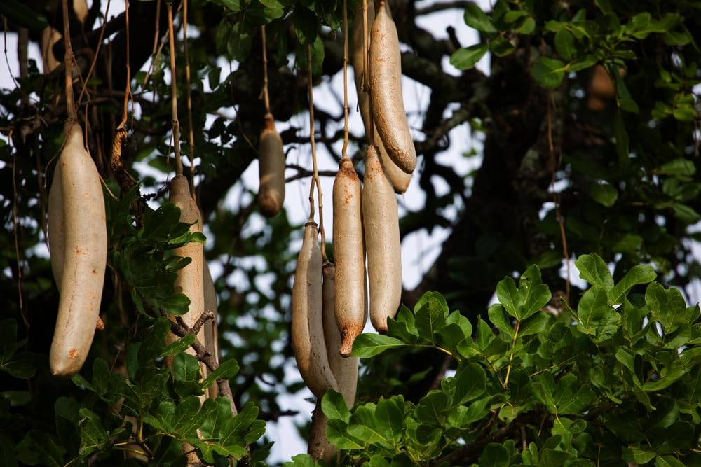 10 Sausage Tree Seeds for Planting - Kigelia africana