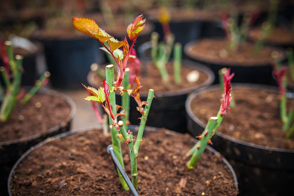 10 Rose Bush Cuttings to Grow, No Roots - 10 Vibrant Red Rose Bush Cuttings to Propagate, Beautiful Perennial Rose Bushes
