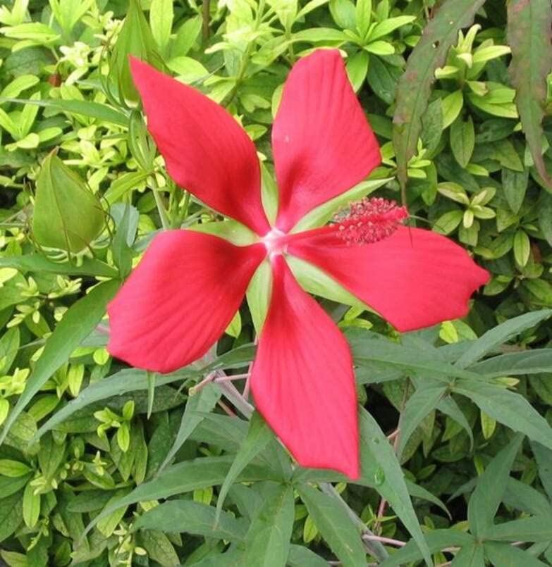 Texas Star Hibiscus Seeds for Planting (50 Seeds) - Hibiscus coccineus