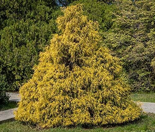 25 Weeping Cypress Pine Seeds (RFS) -Hesperocyparis Funebris - Non-GMO Seeds,