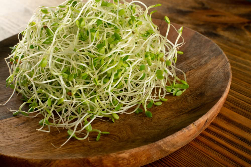 Red Clover Sprouts Seeds (500 Seeds) Grow Tasty and Delicious Sprouts in Just Water