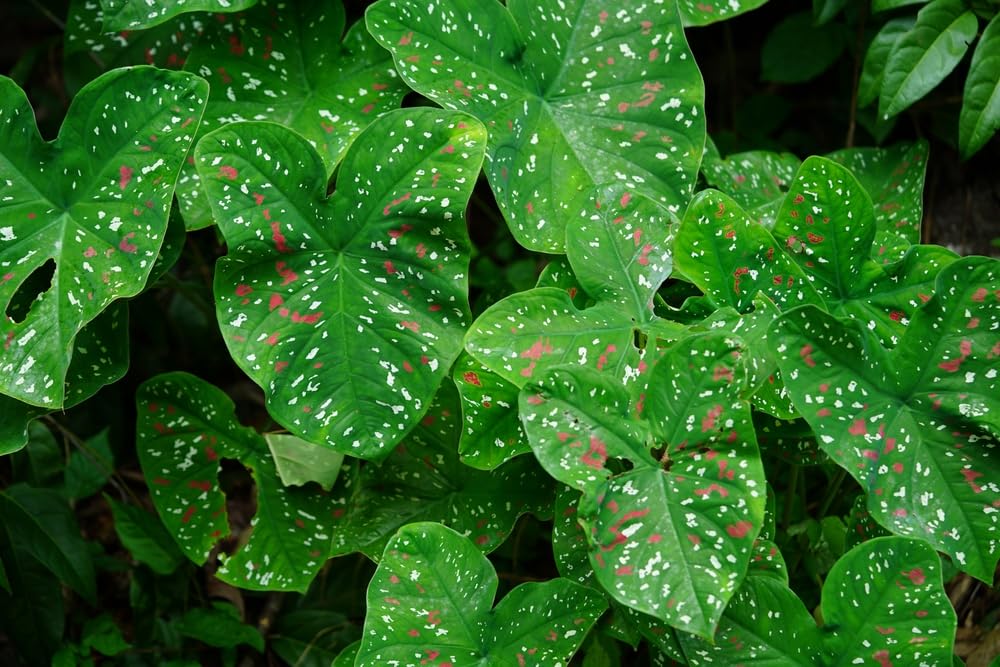 6 Florida Clown Caladium Bulbs for Planting - Perennial Hosta, Elephant Ears, Fancy (6 Bulbs)