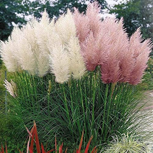 Pink Pampas Grass Seeds - 100 Seeds - Ornamental Grass for Landscaping or Decoration - Made in USA