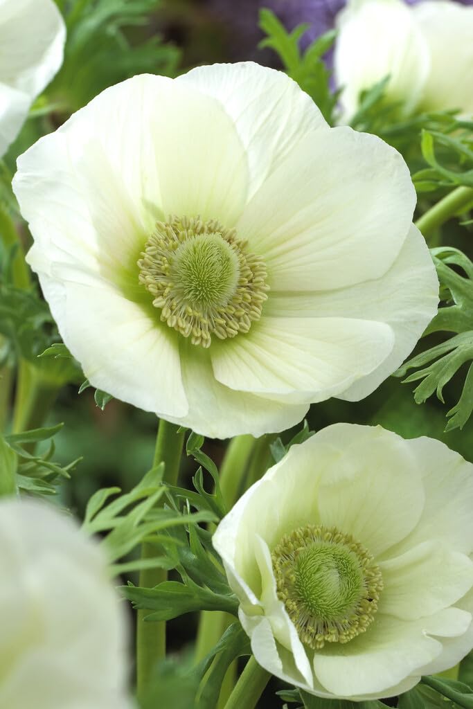 White Bride Anemone Bulbs for Planting - Easy to Grow Perennial Flower Bulbs - Colorful Spring Flowers