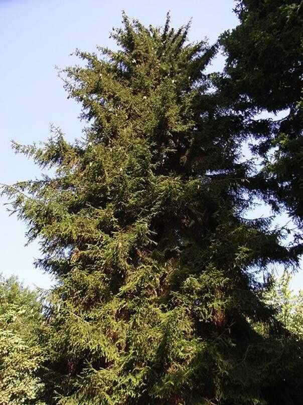 Oriental Spruce Tree Seeds for Planting (30 Seeds) - Picea orientalis