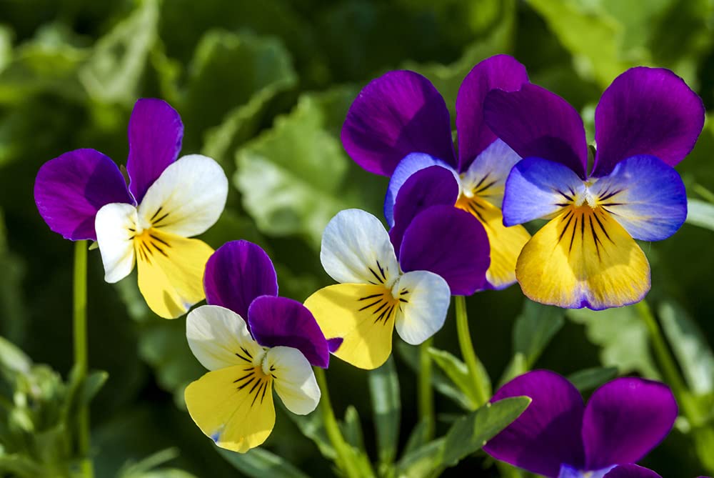 Johnny Jump Up Pansy Seeds - 1,000+ Seeds - Beautiful Perennial Garden Flowers - Multicolor Perennial Viola Pansy Seeds