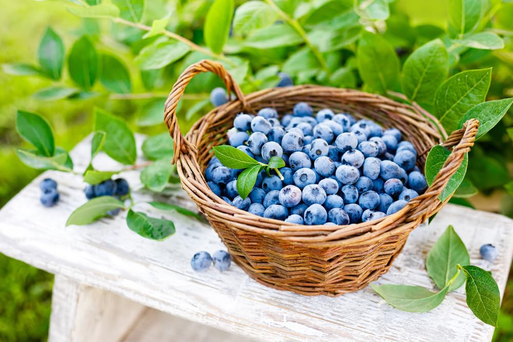 Blueberry Live Plant Seedlings for Growing (Blueray) - Grow Delicious Berry Plants (2 Plants)