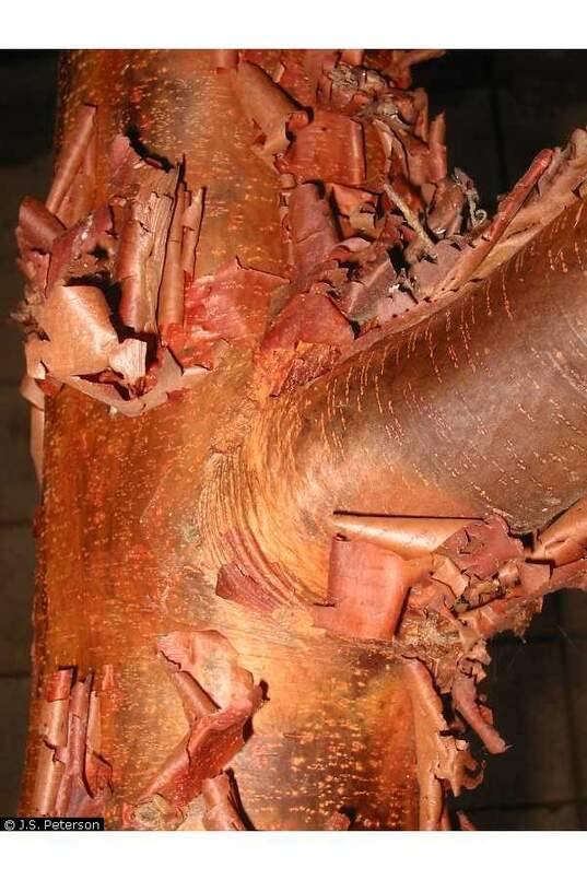 Paperbark Maple Tree Seeds for Planting - Stunning Peeling Cinnamon Colored Bark - Acer griseum