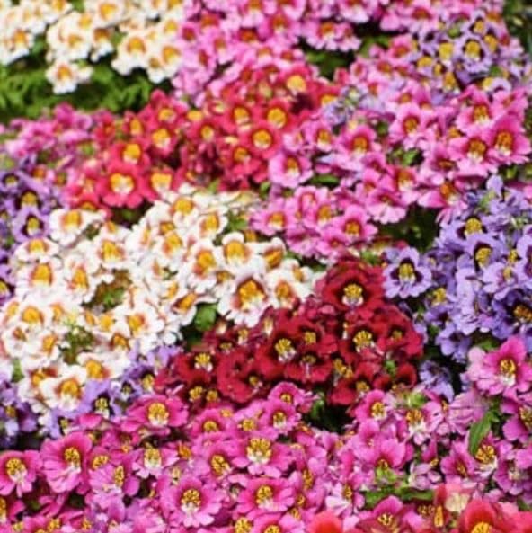 Butterfly Flower Seeds - Angel Wings Mix Seeds for Planting (30 Seeds)