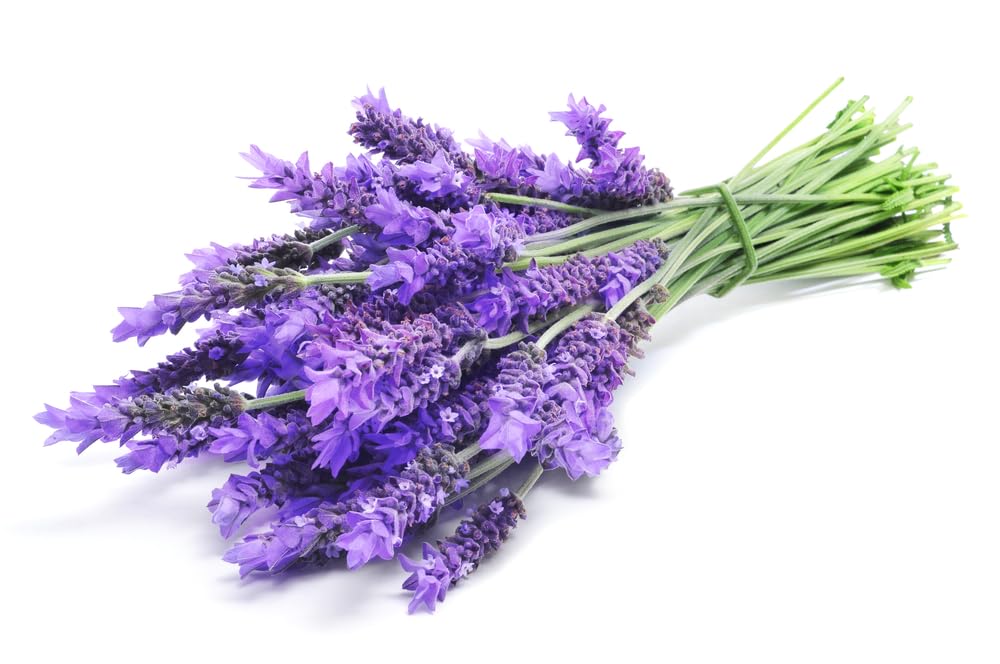 2,000 Lavender Seeds for Planting - Grow a Stunning Patch of Lavender