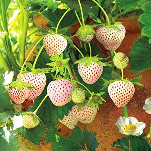 Seeds Shopp - 300pcs White Strawberry seeds,White Snow Alpine Strawberry,Fragaria Vesca Fruit seeds,Fresh Exotic Seeds for Home Garden plants New Arrival !