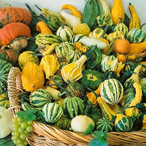 Pumpkin Seeds for Planting (10 Seeds) - Exotic and Hard to Find Pumpkin, Squash and Gourd Seeds - Vegetable Garden Seeds