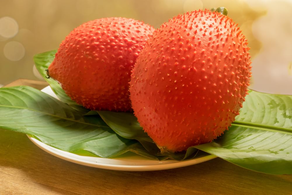 5 Rare Gac Melon Seeds - Bright Spiky Melon, Compact Vines - 60-70 Days Till Ripe - Grows in Shade