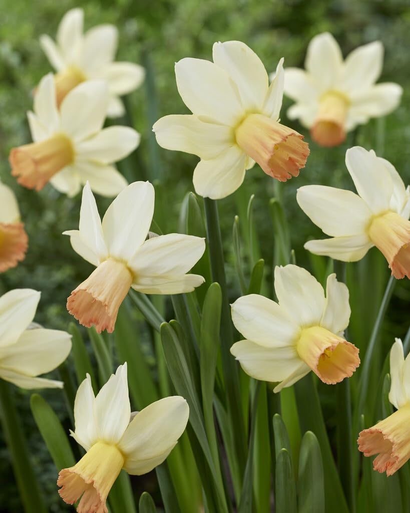 Carice Mini Daffodil Bulbs for Planting, Beautiful White and Pink Blooms