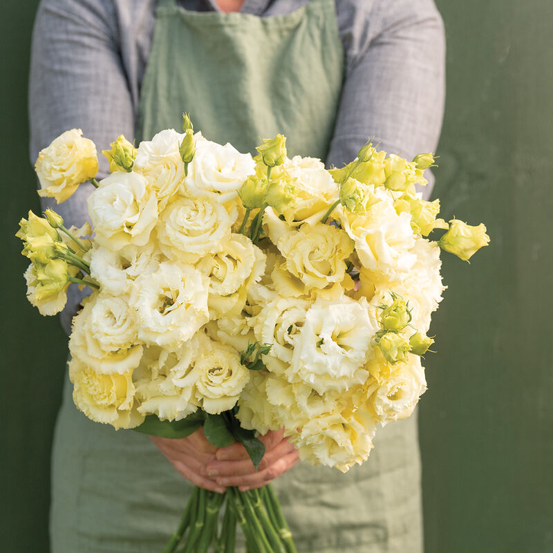 20 Voyage 2 Yellow II Lisianthus Flower Seeds for Planting -Pelleted Seed