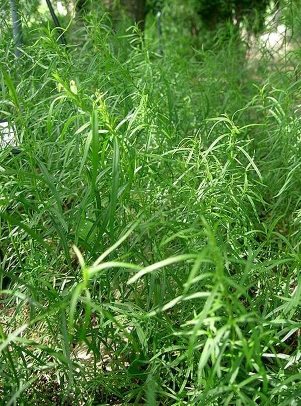 Tarragon Herb Seeds for Planting (50 Seeds) - Artemisia Dracunculus, Dragon Herb