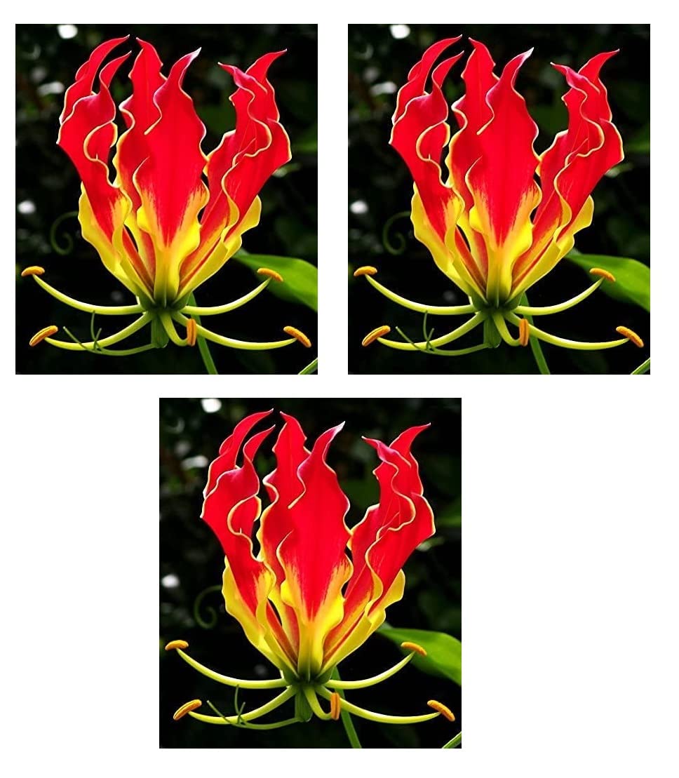Glory Lily Bulbs for Planting - Gloriosa Plantii - Rare Lily Plants to Grow