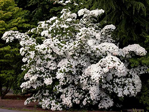 White Cornus KOUSA Dogwood Tree Ornamental Flower jocad (5 Seeds)