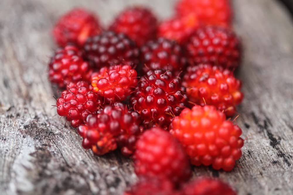 50 Salmonberry Bush Seeds - Rubus spectabilis - Great for Hummingbirds - Salmon Berry