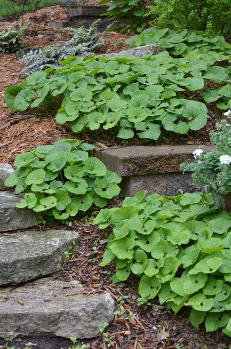 Wild Ginger Seeds for Planting (40 Seeds) - Asarum canadense