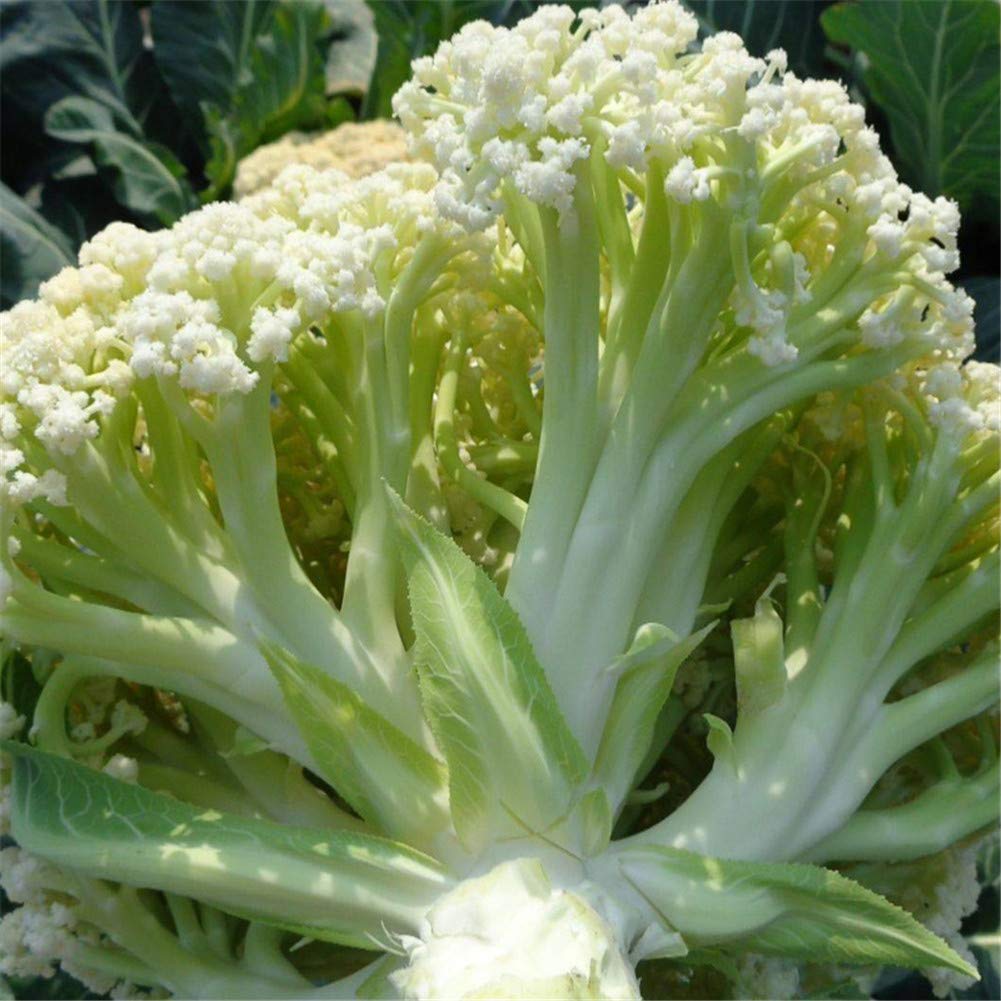 Loose Cauliflower Vegetable 50 Pcs Seeds Non-GMO Heirloom