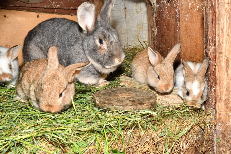 CZ Grain All Natural Timothy Hay for Pet Guinea Pigs, Rabbits & Other Small Animals (8 Pounds)