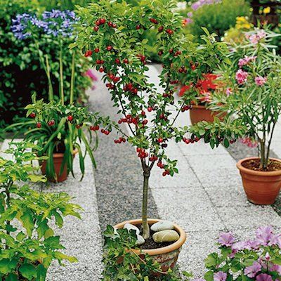 10 Seeds Dwarf Cherry Tree Self-Fertile Fruit Tree Indoor/Outdoor