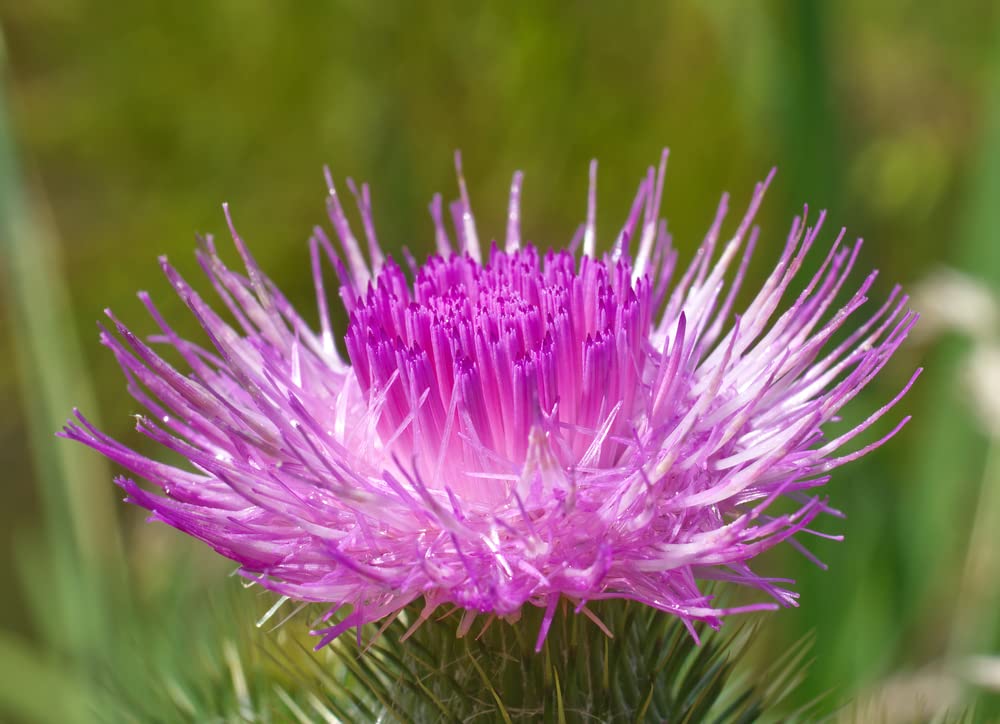 Holy Thistle Plant Seeds (50 Seeds) - Silybum marianum - Blessed Plant - Brings Favor and Luck