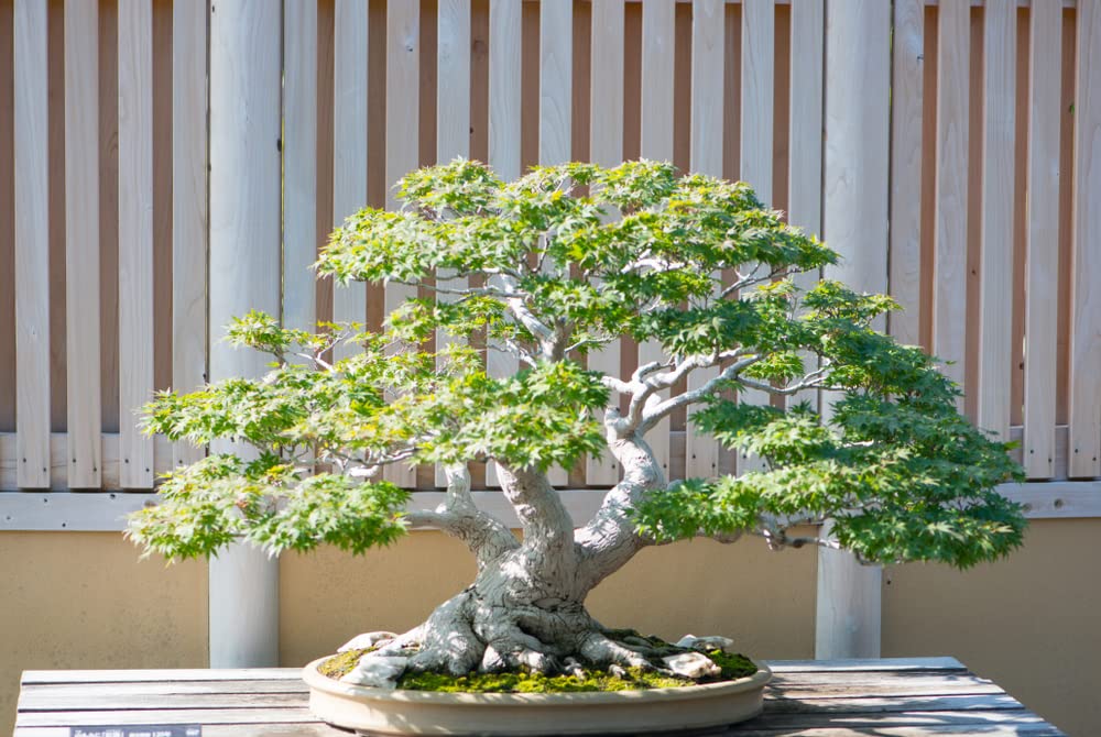 Japanese Maple Bonsai Tree Seeds - Prized Bonsai Material