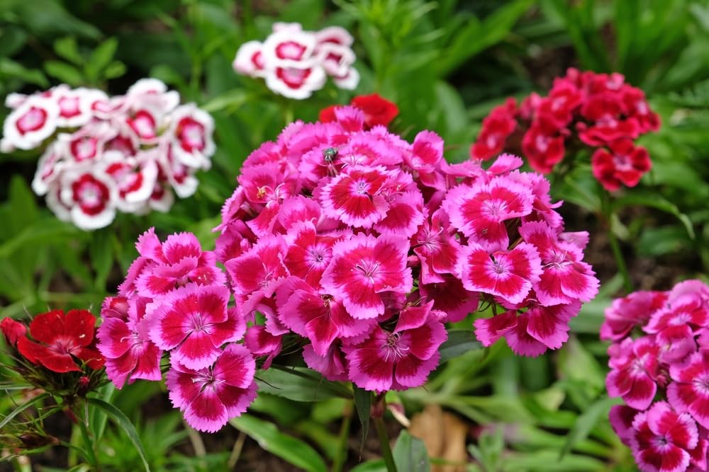 10,000+ Sweet William Flower Seeds- Mixed Colors | Brilliant Old Fashioned Wild Flowers