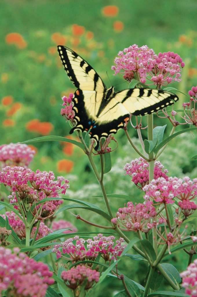 Rose Milkweed Seeds for Planting (50 Seeds) - Asclepias incarnata